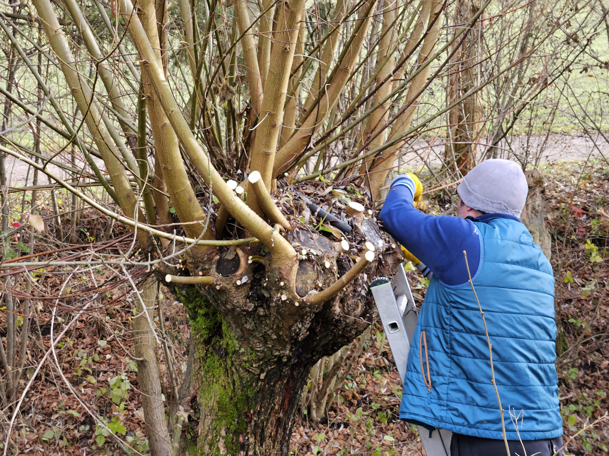 Kopfweidenpflege am Steckibach